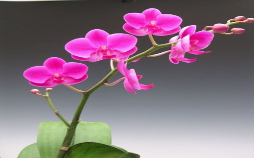 Pink Phalaenopsis Orchid Wallpaper  from Chrome web store to be run with OffiDocs Chromium online
