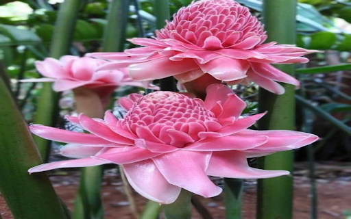 pink porcelain flower wallpaper  from Chrome web store to be run with OffiDocs Chromium online