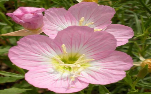 Pink Primrose Wallpaper  from Chrome web store to be run with OffiDocs Chromium online