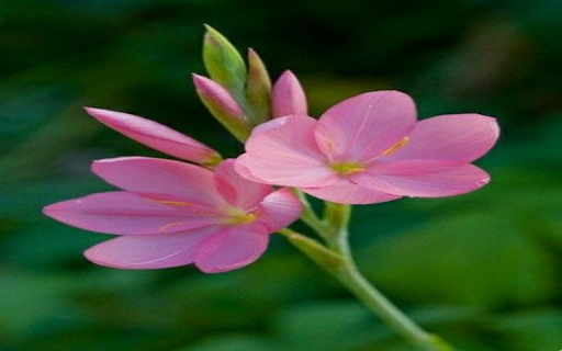 Pink Rain Lily Wallpaper  from Chrome web store to be run with OffiDocs Chromium online