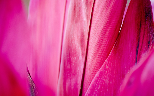 Pink red flowers  from Chrome web store to be run with OffiDocs Chromium online