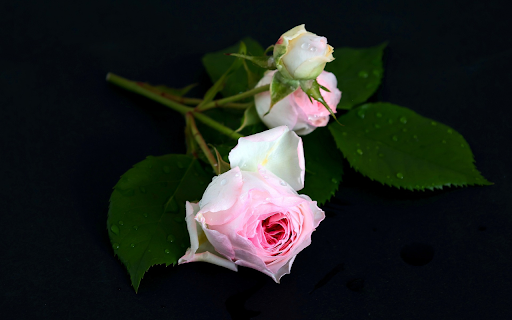 Pink Rose  from Chrome web store to be run with OffiDocs Chromium online