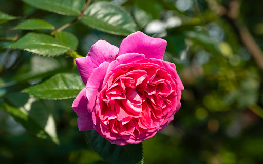 Pink rose blooming in garden  from Chrome web store to be run with OffiDocs Chromium online
