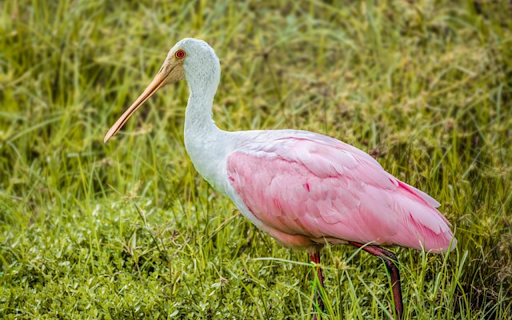 PINK SPUNNY BIRD Theme  from Chrome web store to be run with OffiDocs Chromium online