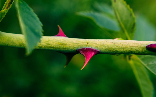 Pink thorns  from Chrome web store to be run with OffiDocs Chromium online