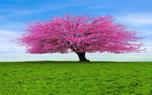 pink tree wallpaper  from Chrome web store to be run with OffiDocs Chromium online