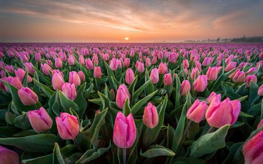 Pink tulip field wallpaper  from Chrome web store to be run with OffiDocs Chromium online