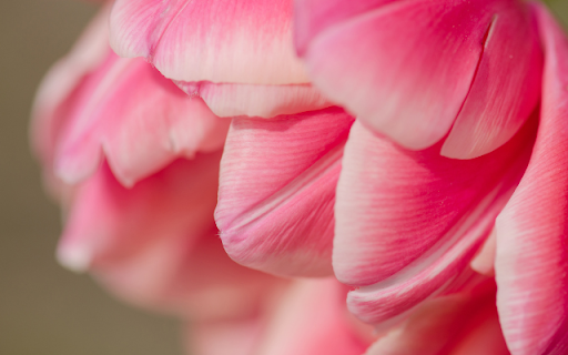 Pink Tulip Flower Theme  from Chrome web store to be run with OffiDocs Chromium online