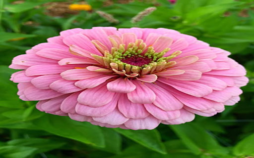 Pink Zinnia Wallpaper  from Chrome web store to be run with OffiDocs Chromium online