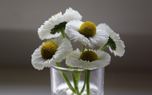 Pistil flower  from Chrome web store to be run with OffiDocs Chromium online