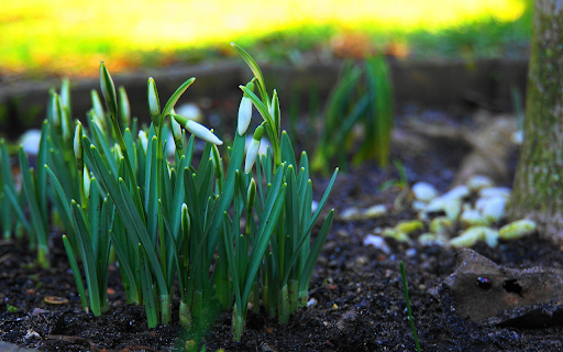 Plant flowers next to the tree  from Chrome web store to be run with OffiDocs Chromium online