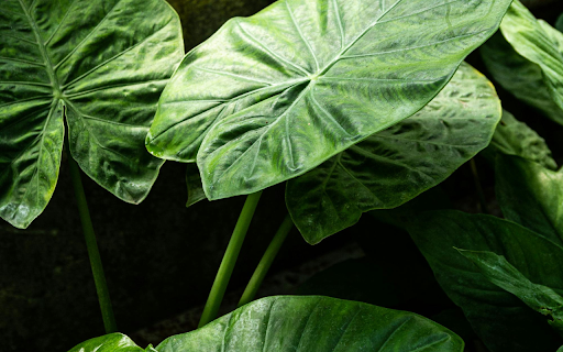 Plant with Big Green Leaves  from Chrome web store to be run with OffiDocs Chromium online
