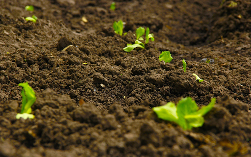 Plant young trees  from Chrome web store to be run with OffiDocs Chromium online