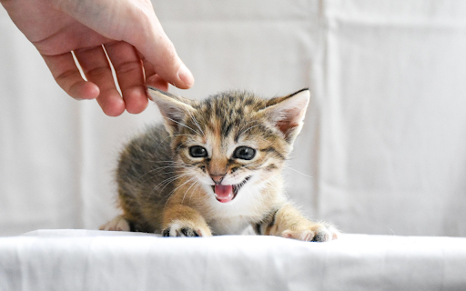 Playful Kitten Meow  from Chrome web store to be run with OffiDocs Chromium online
