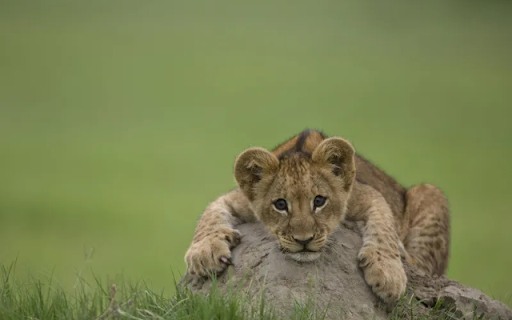 Playful Lion Cubs: The Future Kings of the Savanna  from Chrome web store to be run with OffiDocs Chromium online