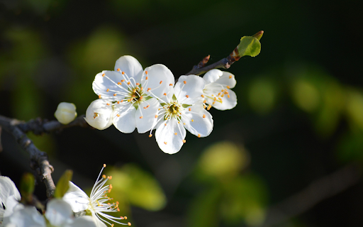 Plum blossom branch  from Chrome web store to be run with OffiDocs Chromium online