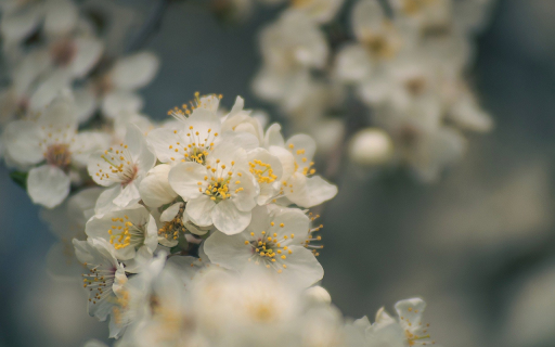 Plum blossoms bloom  from Chrome web store to be run with OffiDocs Chromium online