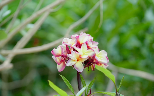 Plumeria Cluster  from Chrome web store to be run with OffiDocs Chromium online