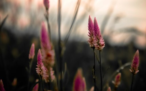 Plumes Rise, Magenta Dreams Unfold  from Chrome web store to be run with OffiDocs Chromium online