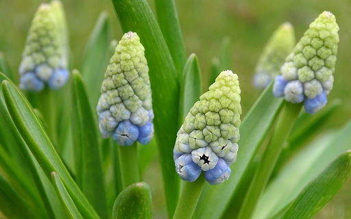 Plump flower branches  from Chrome web store to be run with OffiDocs Chromium online