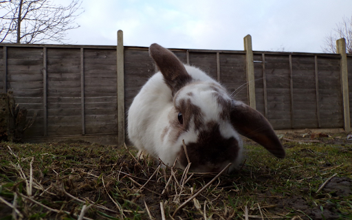 Plump white rabbit  from Chrome web store to be run with OffiDocs Chromium online