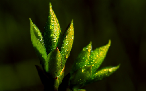 Plump young shoots  from Chrome web store to be run with OffiDocs Chromium online