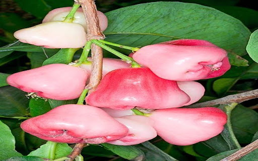 Plum Tree Wallpaper  from Chrome web store to be run with OffiDocs Chromium online