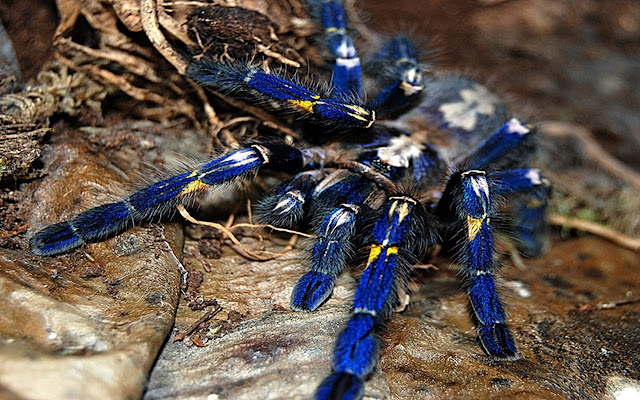 Poecilotheria Metallica van de Chrome-webwinkel wordt uitgevoerd met OffiDocs Chromium online