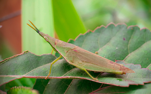 Pointy headed grasshopper  from Chrome web store to be run with OffiDocs Chromium online