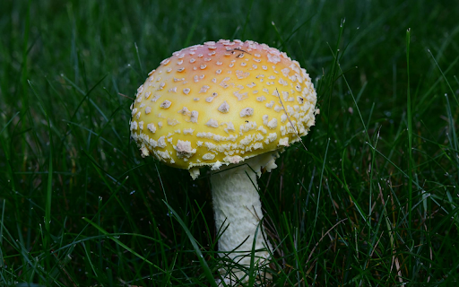 Poisonous Mushroom in Early Grass  from Chrome web store to be run with OffiDocs Chromium online