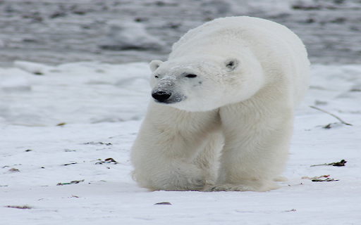Polar Bear In Snow  from Chrome web store to be run with OffiDocs Chromium online