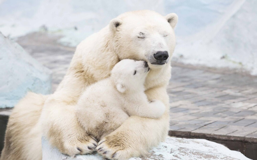 Polar Bear: The Majestic King of the Arctic  from Chrome web store to be run with OffiDocs Chromium online