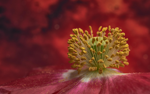 Pollen bunches  from Chrome web store to be run with OffiDocs Chromium online