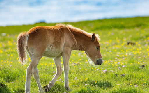 Pony  from Chrome web store to be run with OffiDocs Chromium online