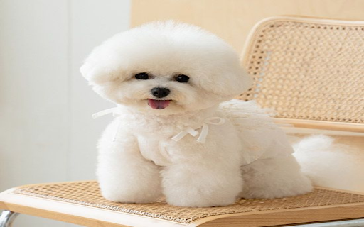 Poodle Dog Wallpaper  from Chrome web store to be run with OffiDocs Chromium online