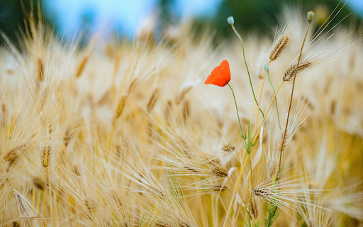 Poppy in Barley Field  from Chrome web store to be run with OffiDocs Chromium online