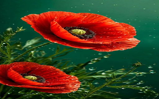 Poppy wallpaper  from Chrome web store to be run with OffiDocs Chromium online