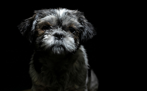 Portrait of a Cute Little Dog  from Chrome web store to be run with OffiDocs Chromium online