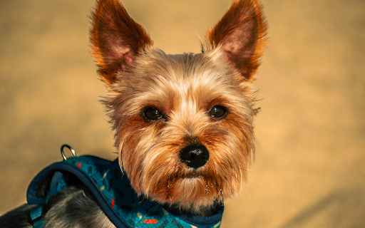 Portrait of Yorkshire Terrier  from Chrome web store to be run with OffiDocs Chromium online