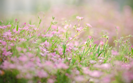 Portulaca grandiflora  from Chrome web store to be run with OffiDocs Chromium online
