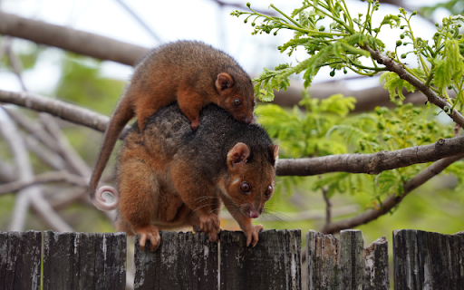 Possum  from Chrome web store to be run with OffiDocs Chromium online