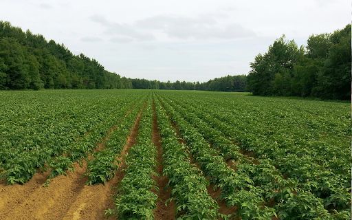 Potato field  from Chrome web store to be run with OffiDocs Chromium online
