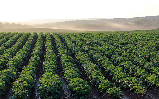 Potato fields  from Chrome web store to be run with OffiDocs Chromium online