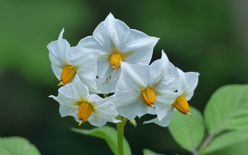 Potato flower  from Chrome web store to be run with OffiDocs Chromium online