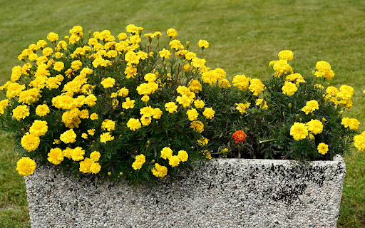 Pots of Yellow Marigolds  from Chrome web store to be run with OffiDocs Chromium online