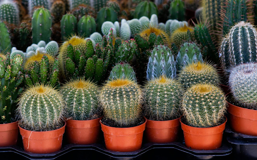 Potted cactus  from Chrome web store to be run with OffiDocs Chromium online
