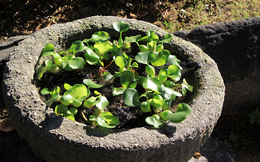 Potted water hyacinth plant  from Chrome web store to be run with OffiDocs Chromium online