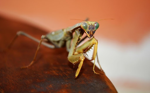 PRAYER THEME from Chrome web store to be run with OffiDocs Chromium online PRAYER THEME from Chrome web store to be run with OffiDocs Chromium online