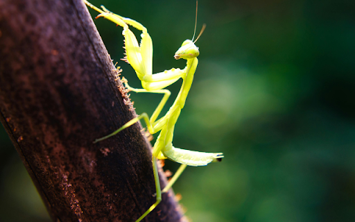 Praying Mantis  from Chrome web store to be run with OffiDocs Chromium online