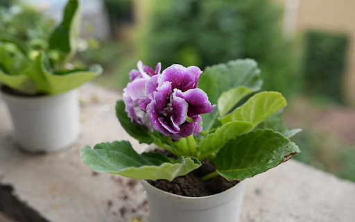 Pretty flower pots  from Chrome web store to be run with OffiDocs Chromium online